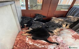 German Shepherd dogs for sale: Outstanding German shepherd pups  - Advert 15