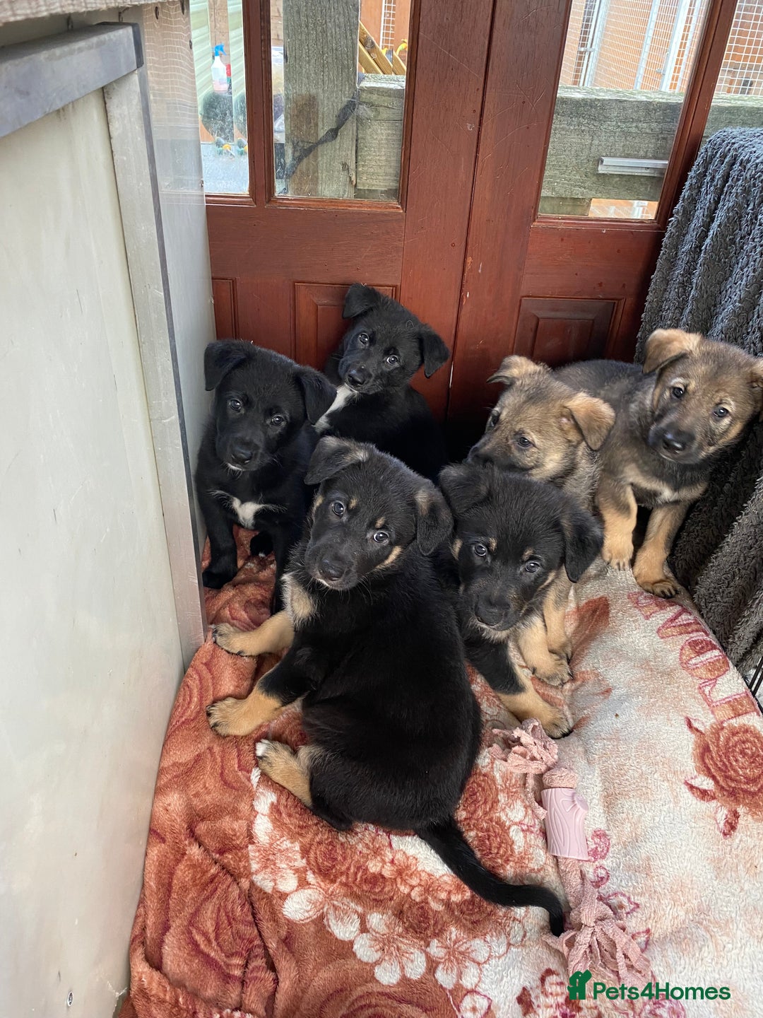 German Shepherd dogs for sale: Outstanding German shepherd pups  - Advert 15