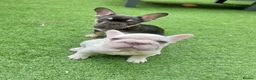 French Bulldog dogs for sale: STUNNING FRENCH BULLDOG GIRL - Advert 4