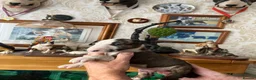 English Bull Terrier dogs for sale: English bull terrier puppies - Advert 10