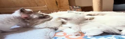 Ragdoll cats for sale: RARE Blue Lynx Bicolor ✨🏆🦋 - Advert 9