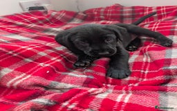 Labrador Retriever dogs for sale: Beautiful Labrador puppys  - Image 37