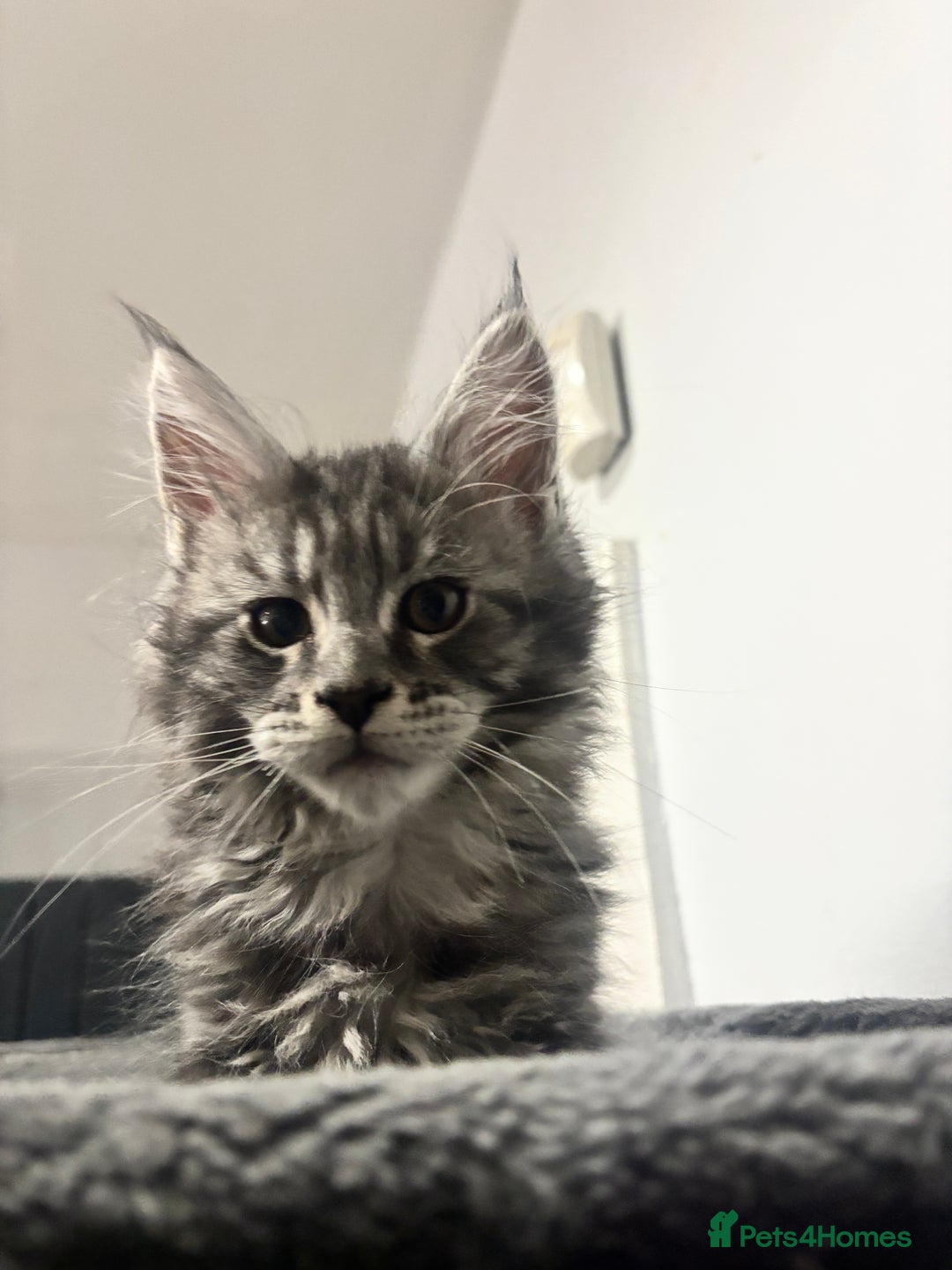 Maine Coon cats for sale:  TICA Maine Coon Kitten litter due soon!  - Advert 9
