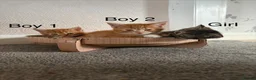 Domestic Shorthair cats for sale: 3 x beautiful kittens ready now  in Nelson - Advert 13