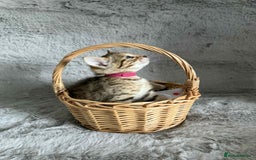 Bengal cats for sale: Stunning bengal kittens for sale to loving home - Image 15