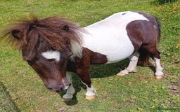 Shetland pony horses for sale: Gorgeous Colt  - Image 1