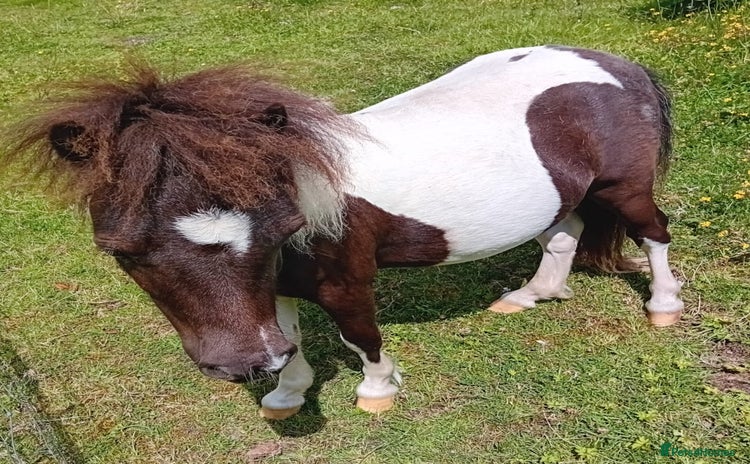 Shetland pony horses - Advert 1