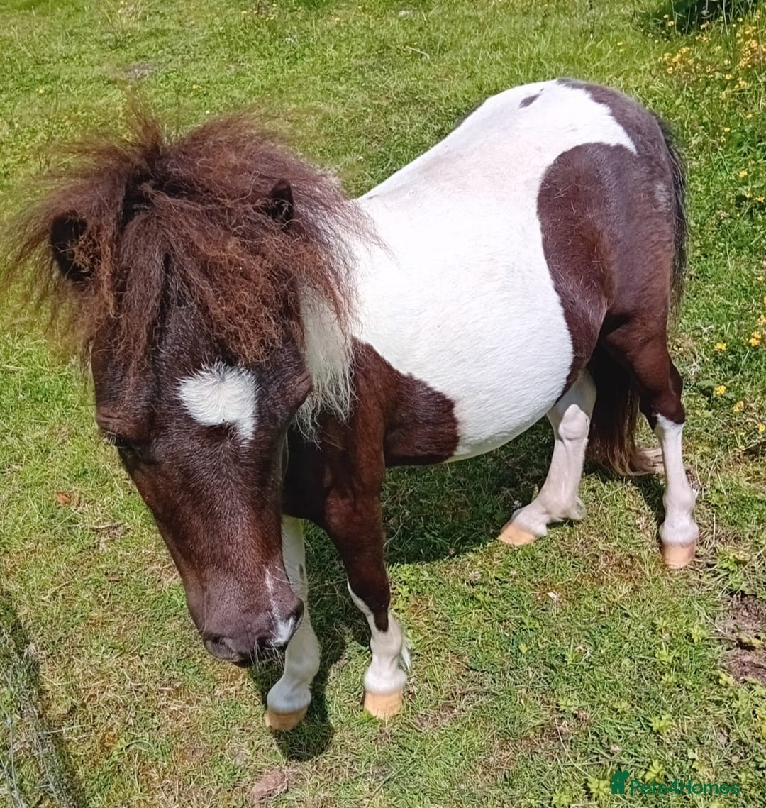 Shetland pony horses for sale: Gorgeous Colt  - Image 1