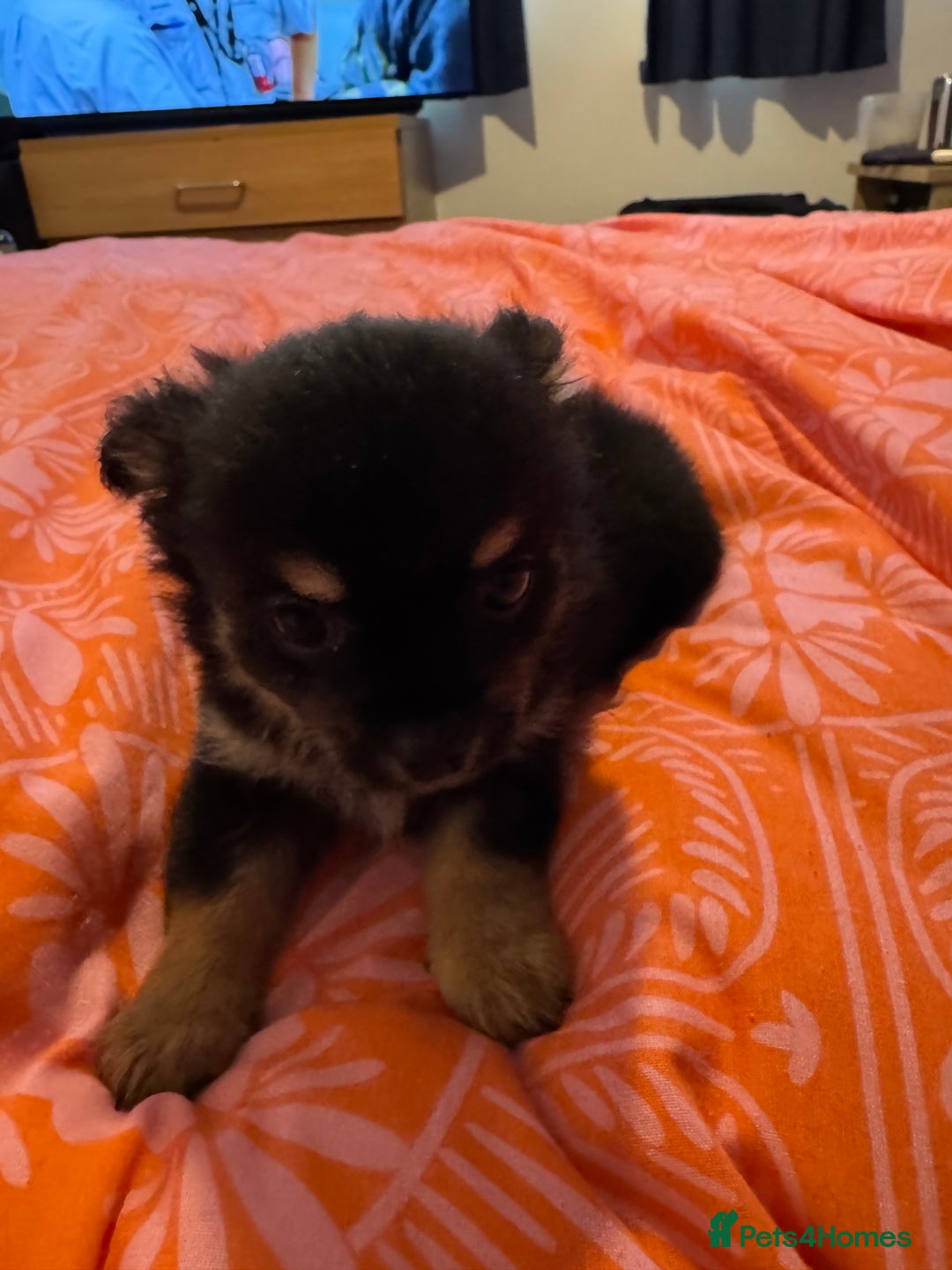 Chihuahua dogs for sale: chocolate boy black n tan boy creamish girl  - Advert 12