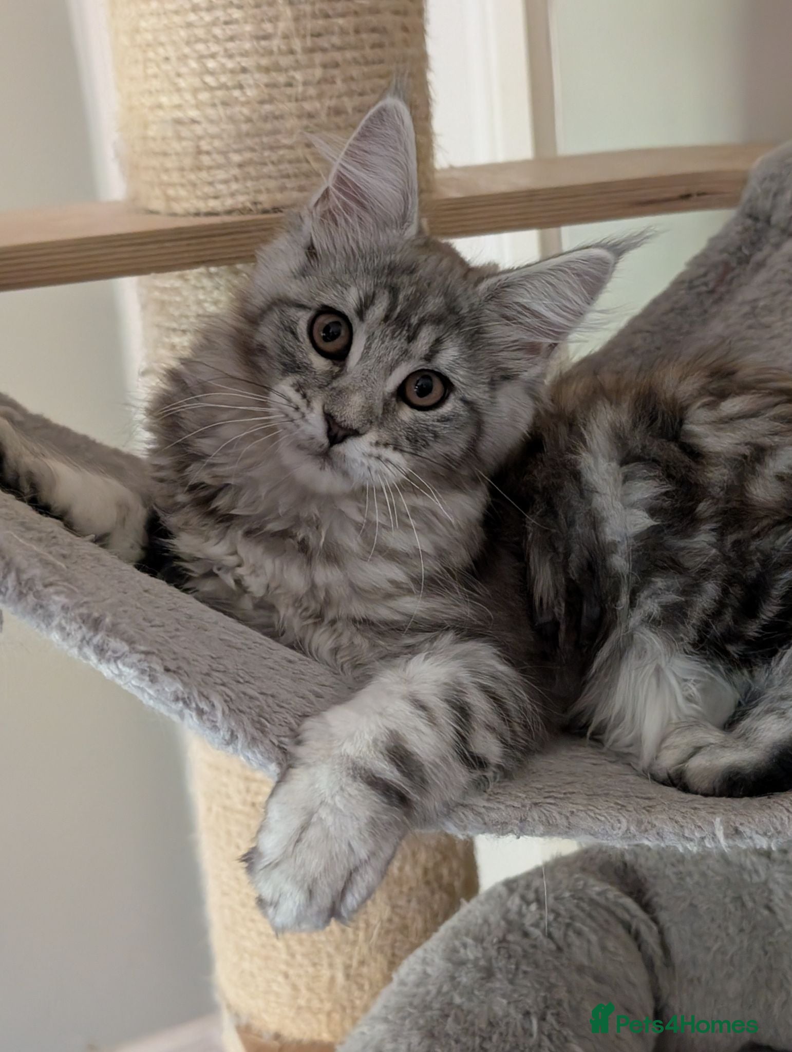 Maine Coon cats Ready now. Tica Registered Maine coon Kittens  - Advert 2
