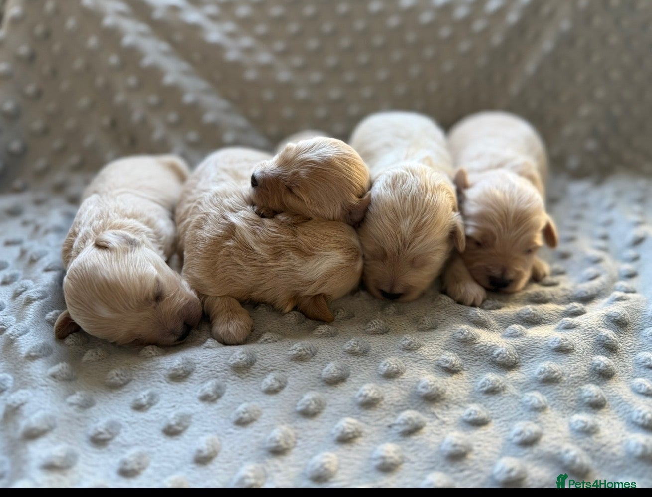 Maltipoo dogs F1 Maltipoo Puppies - Advert 1