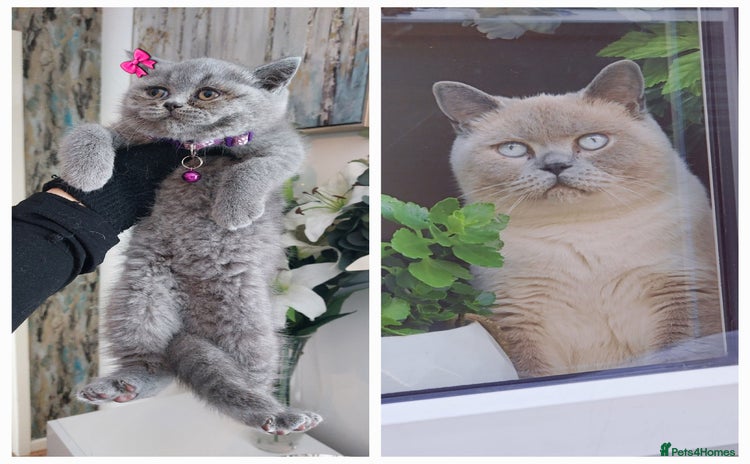 British Shorthair cats in Dudley - Advert 3