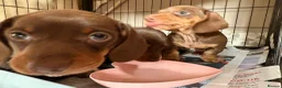 Miniature Dachshund dogs for sale:  3 chocolate and tan miniature dachshund pups  - Advert 7