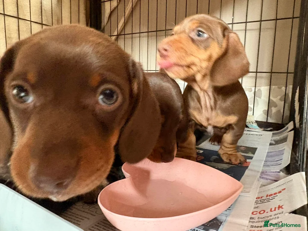 Miniature Dachshund dogs for sale:  3 chocolate and tan miniature dachshund pups  - Advert 7