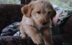 Labradoodle dogs for sale: F3 Labradoodle Puppies Licenced Breeder - Image 21