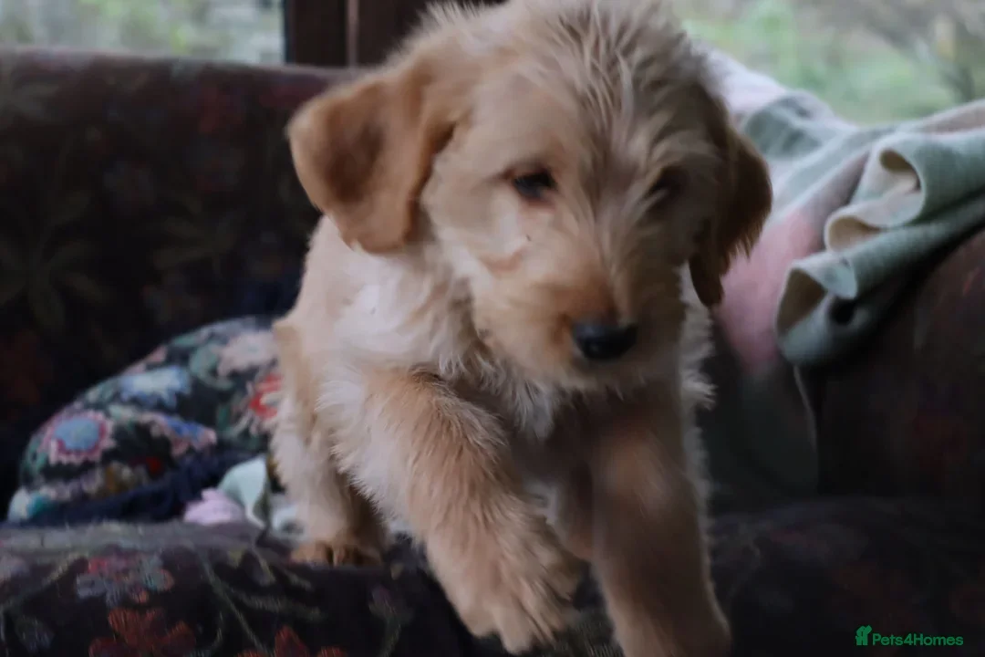Labradoodle dogs for sale: F3 Labradoodle Puppies Licenced Breeder - Image 21