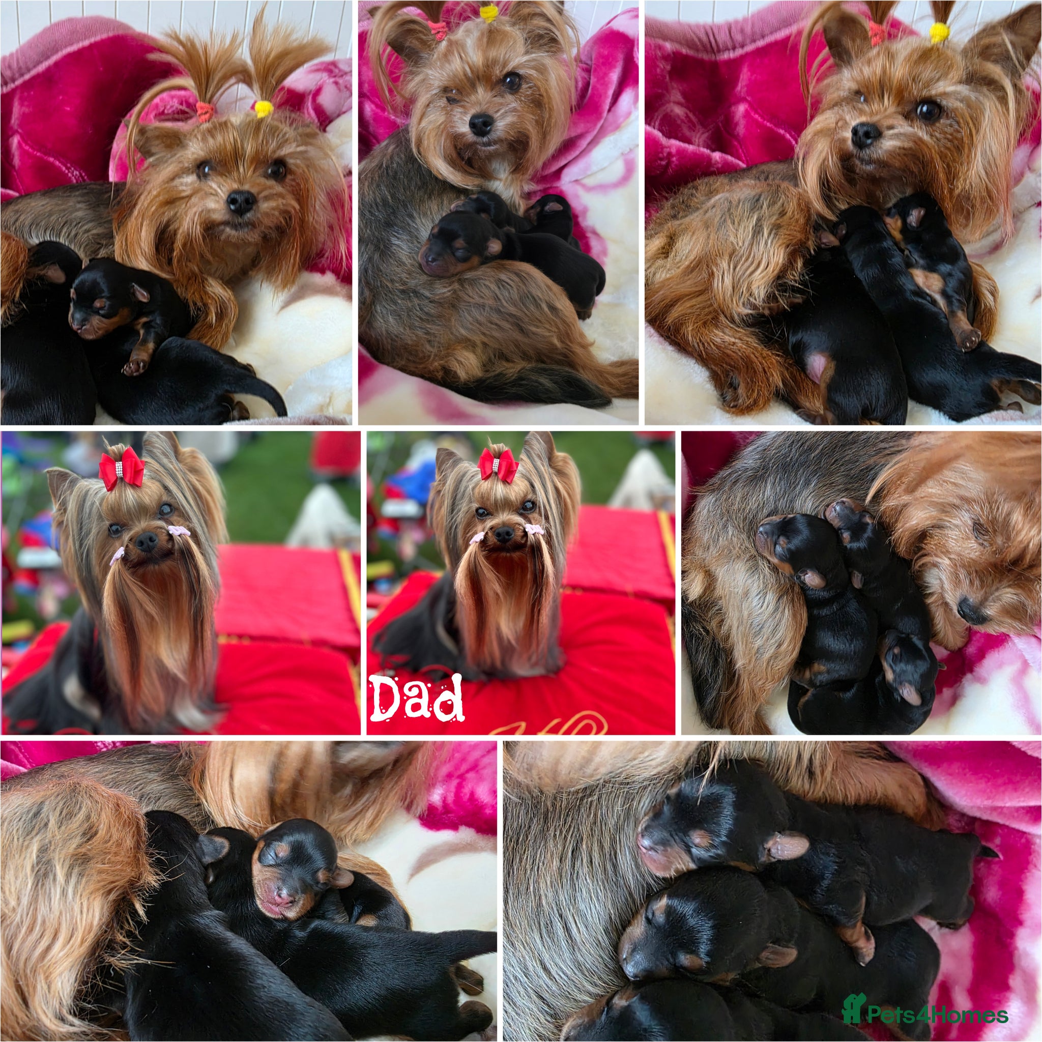 Yorkshire Terrier dogs Tiny Yorkshire terrier puppies🐶♥️💙💚 - Advert 15