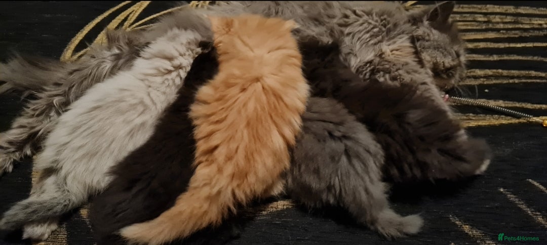 Persian cats for sale: Beautiful persian kittens  - Image 39