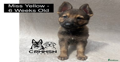 German Shepherd dogs in Nottingham - Advert 7