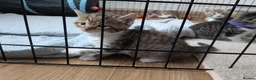 Mixed Breed cats for sale: 3x girl kittens  in Halstead - Advert 11