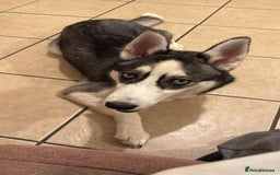 Siberian Husky dogs for sale: 3 huskies aged 6 months needing homes! - Image 3