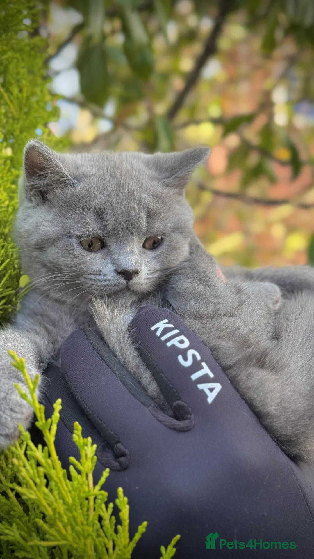 British Shorthair cats for sale: Adorable British Shorthair Blue and Lilic kittens - Advert 14