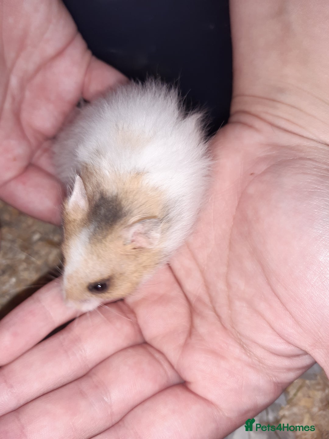 Hamster rodents for sale: Baby Syrian hamsters - Image 5