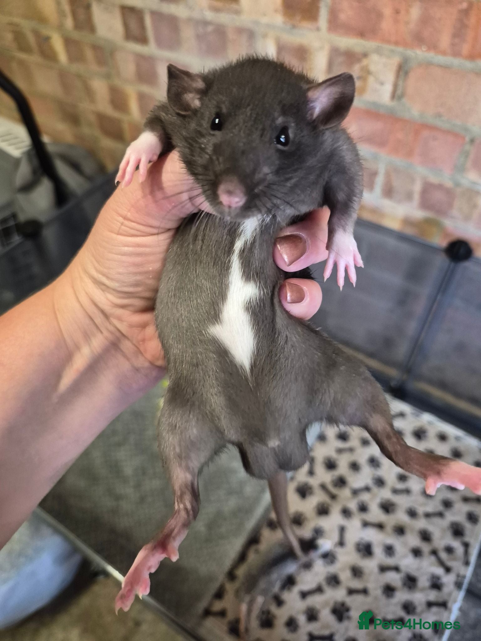 Rat rodents Baby rats 7 weeks old very tame - Advert 1
