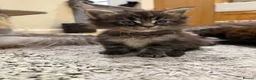 Maine Coon cats for sale: Very Large Kittens - European Bloodlines - Advert 8