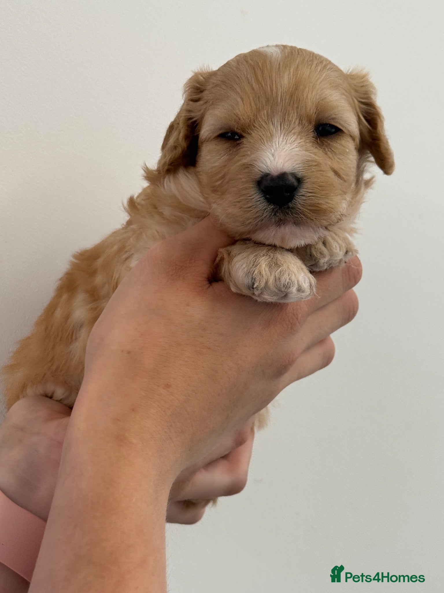 Cavachon dogs Gorgeous Boy Cavachon  - Advert 2