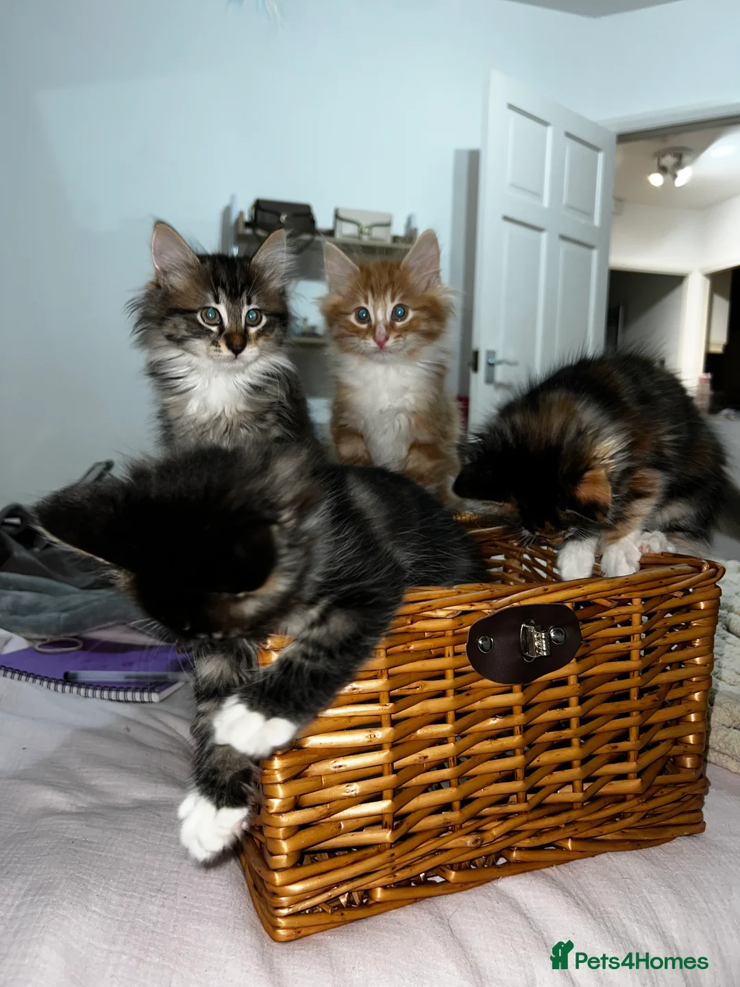Siberian cats for sale: Beautiful Siberian mix kittens  - Advert 9