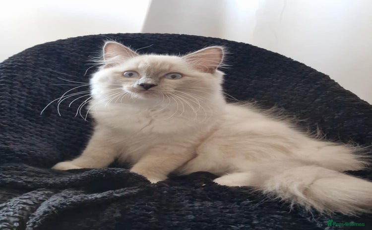 Ragdoll cats - Advert 11