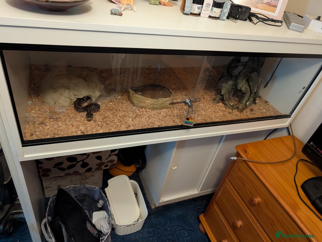 Python Snake reptiles for sale: Royal Python for sale - Image 3