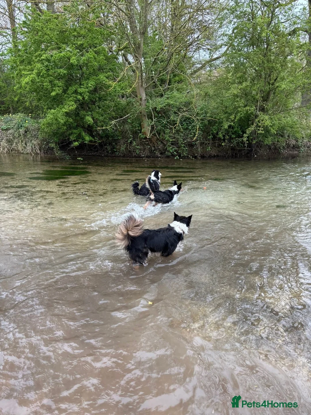 Border Collie dogs for sale: Callie needs a new home  - Advert 35