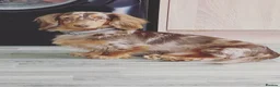 Dachshund dogs for stud: Long haired dachshund stud  - Advert 2