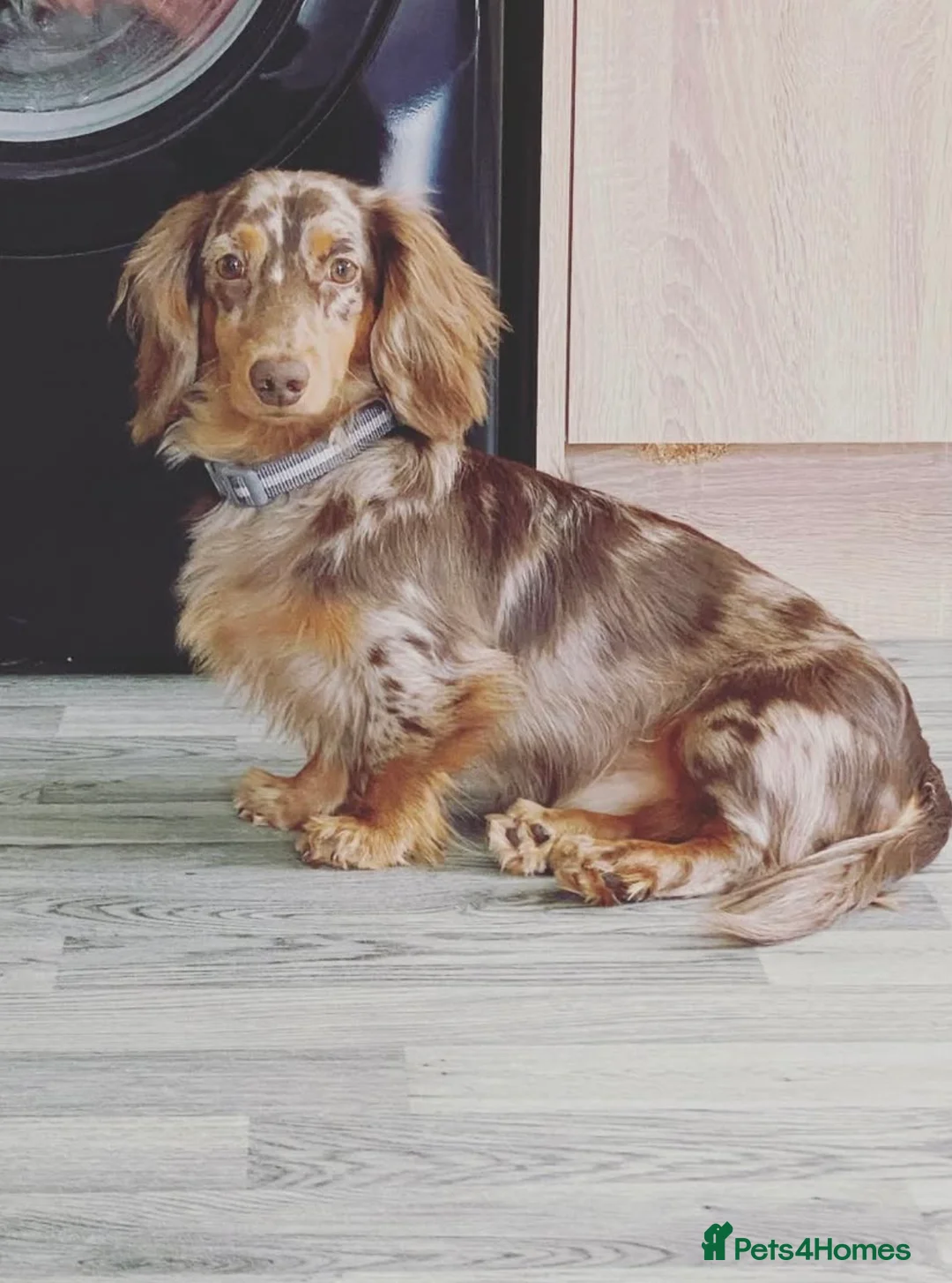 Dachshund dogs for stud: Long haired dachshund stud  - Advert 2