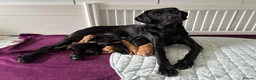 Labrador Retriever dogs for sale: KC registered Labrador puppies in Broadstone - Advert 3