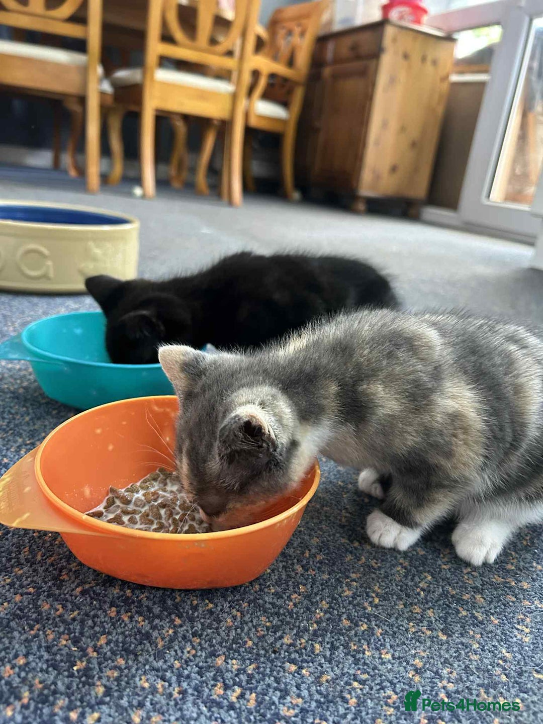 Mixed Breed cats for sale: Male and Female Kitten - Image 3
