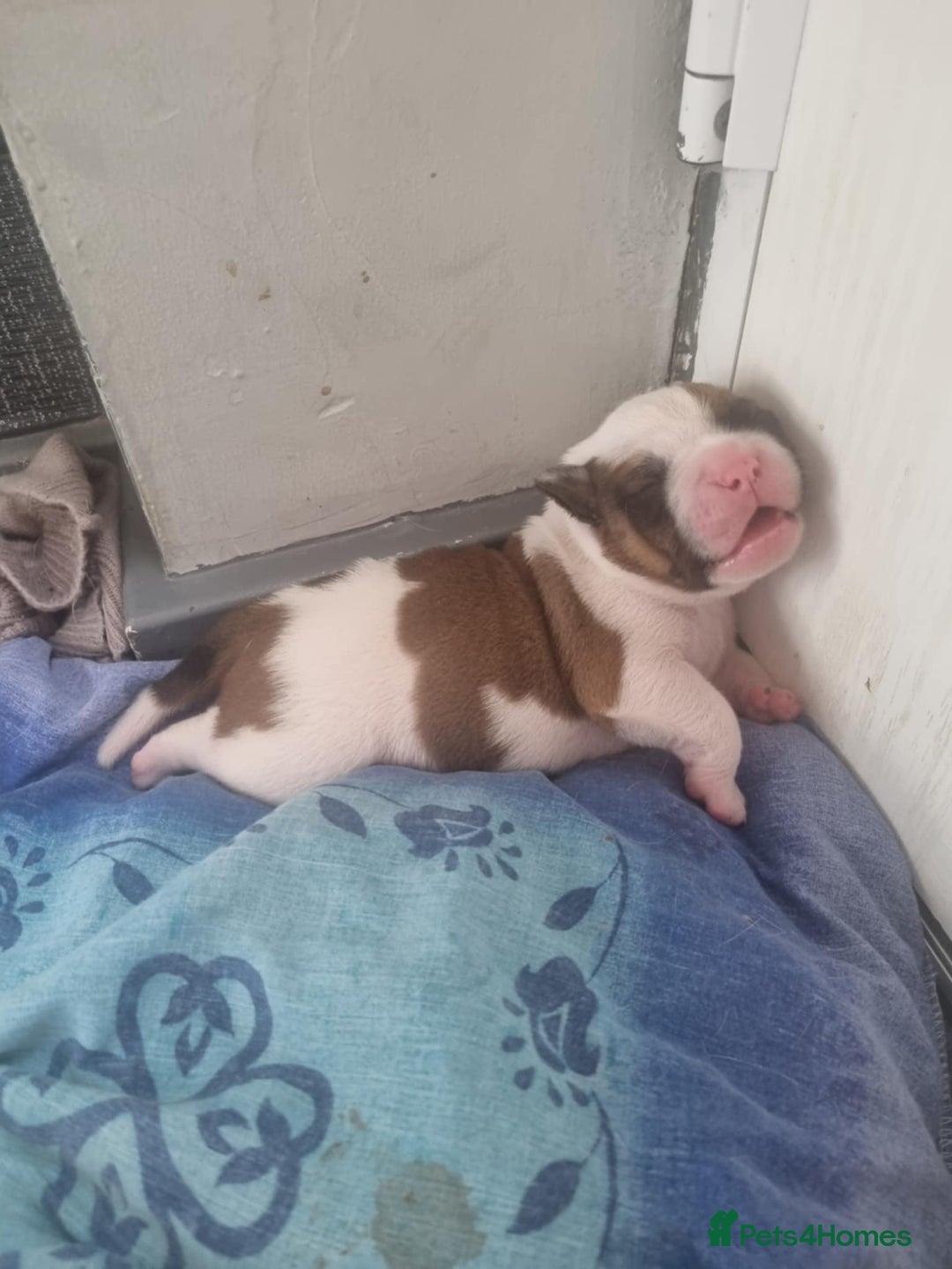 American Bulldog dogs for sale: American Bulldog puppies - Image 8