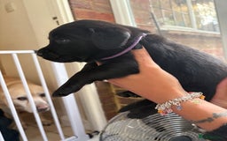 Labrador Retriever dogs for sale: Labrador puppies - Ready Now  - Image 25