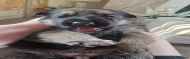 German Shepherd 3