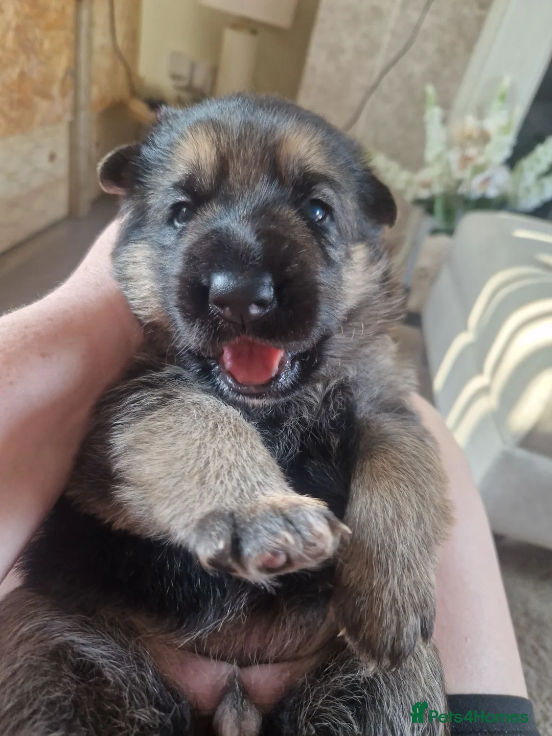 German Shepherd dogs for sale: 3 beautiful female gsd pups - Advert 1