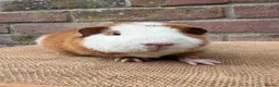 Guinea Pig rodents for sale: Stunning teddy boars - Advert 6