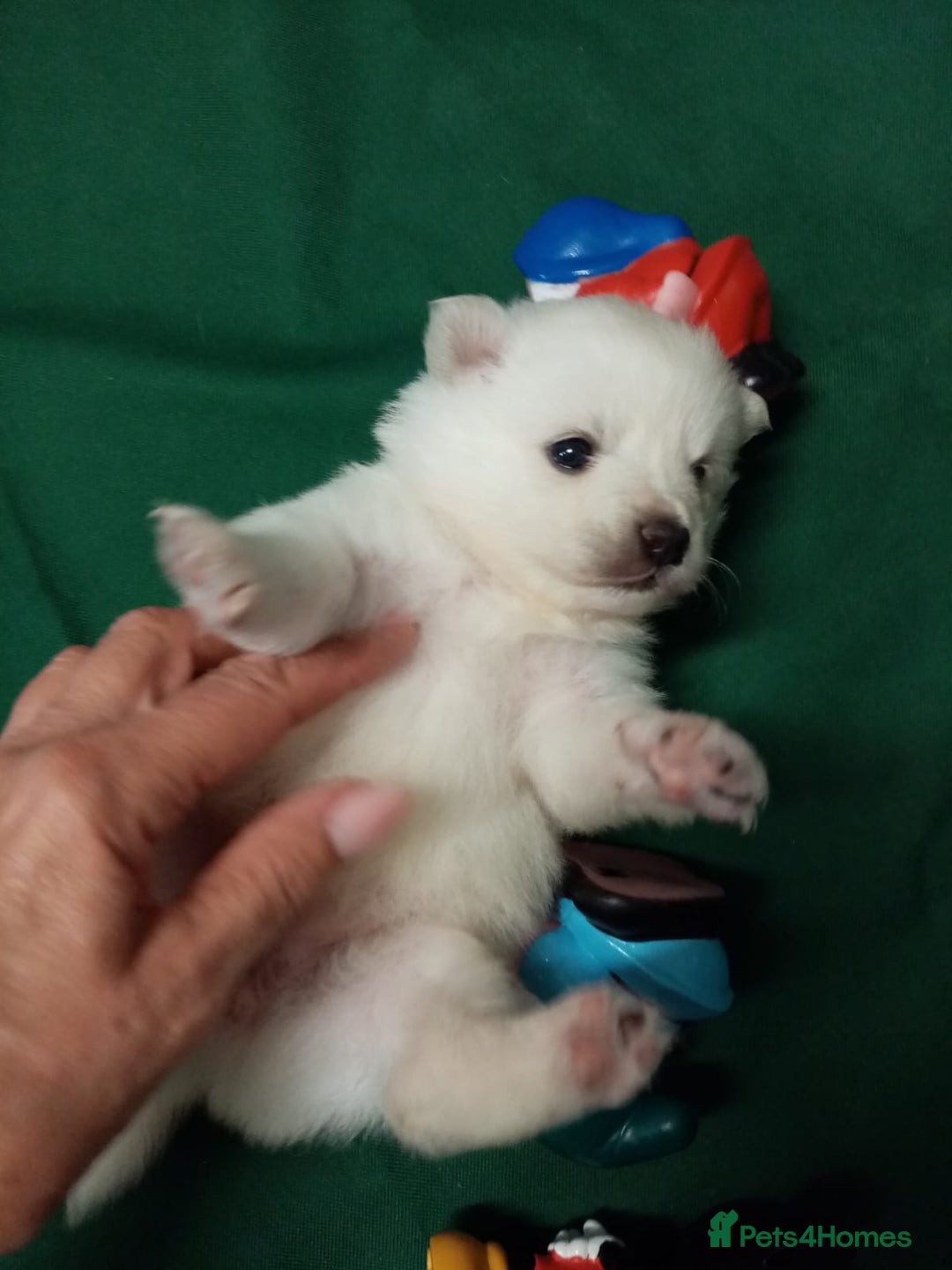 German Spitz dogs for sale: Unique Spitz puppies available in January  - Advert 15