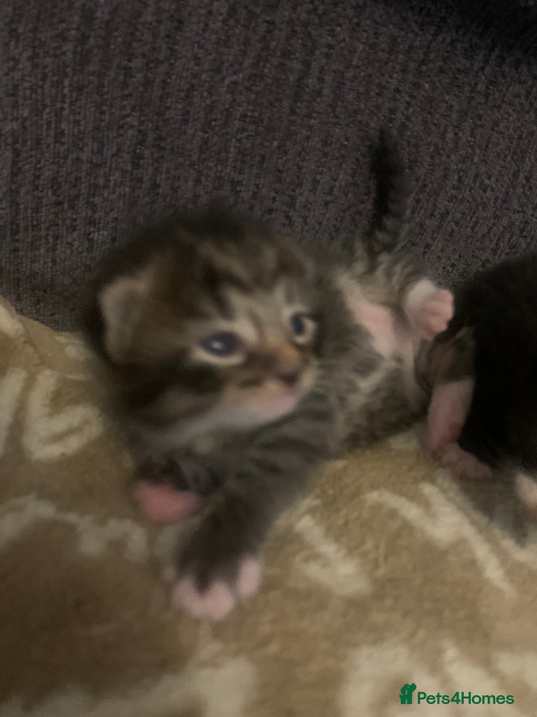 Mixed Breed cats for sale: Beautiful litter of kittens for sale  - Advert 10