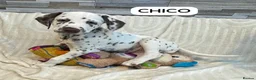 Dalmatian dogs for sale: KC Reg Dalmatian Puppies Black & Liver Ready Now - Advert 10