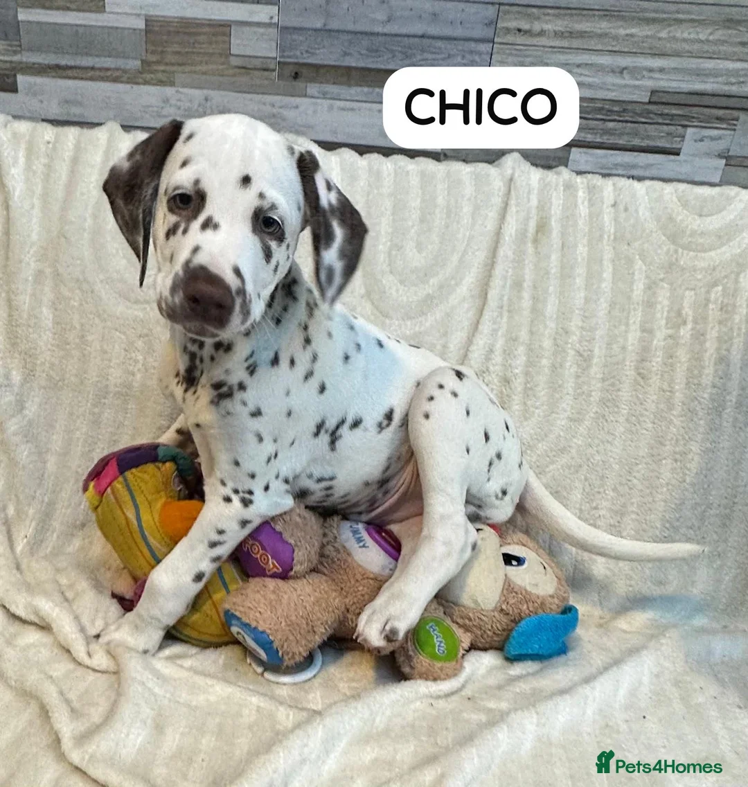 Dalmatian dogs for sale: KC Reg Dalmatian Puppies Black & Liver Ready Now - Advert 10