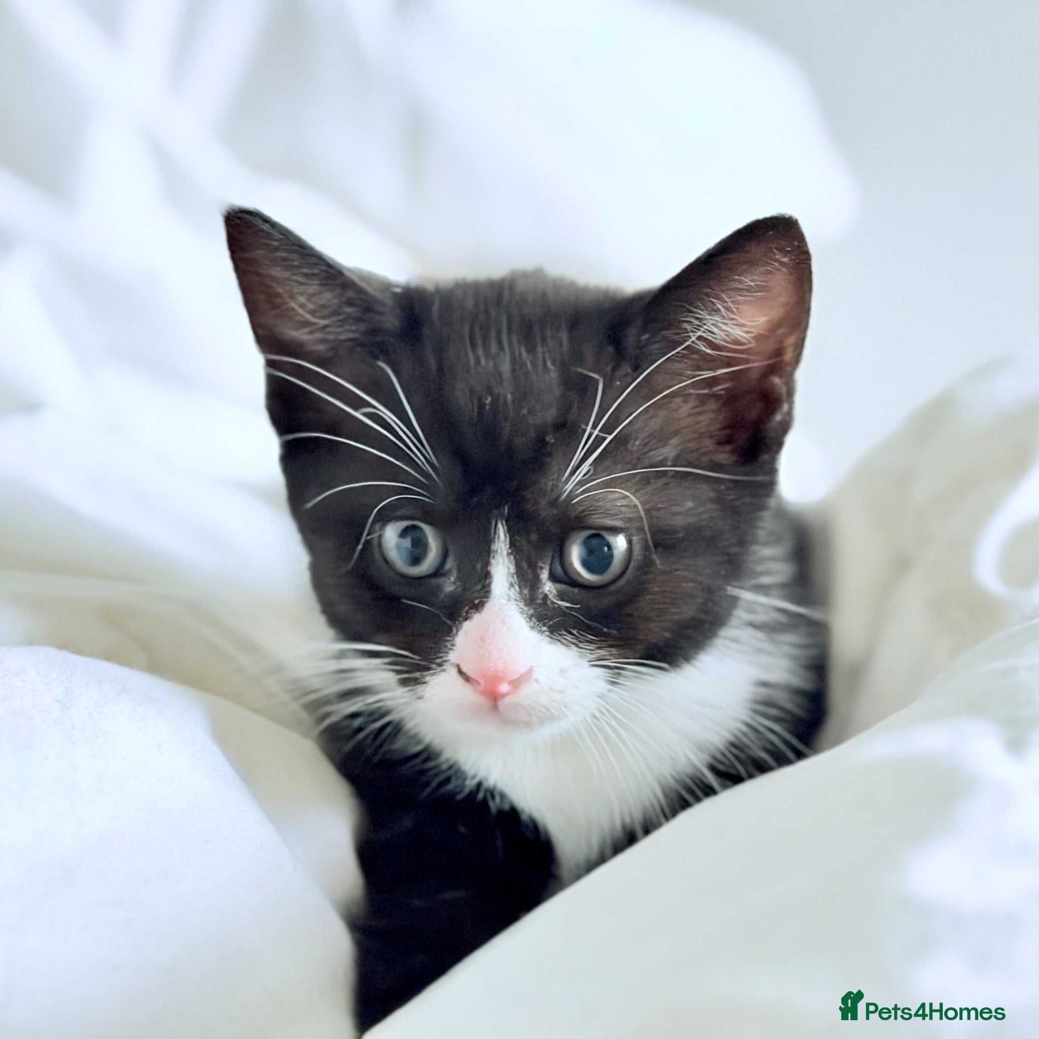 Mixed Breed cats for sale: Meet Darwin calm affectionate little gentleman 🐾 in Kingston upon Thames - Advert 1