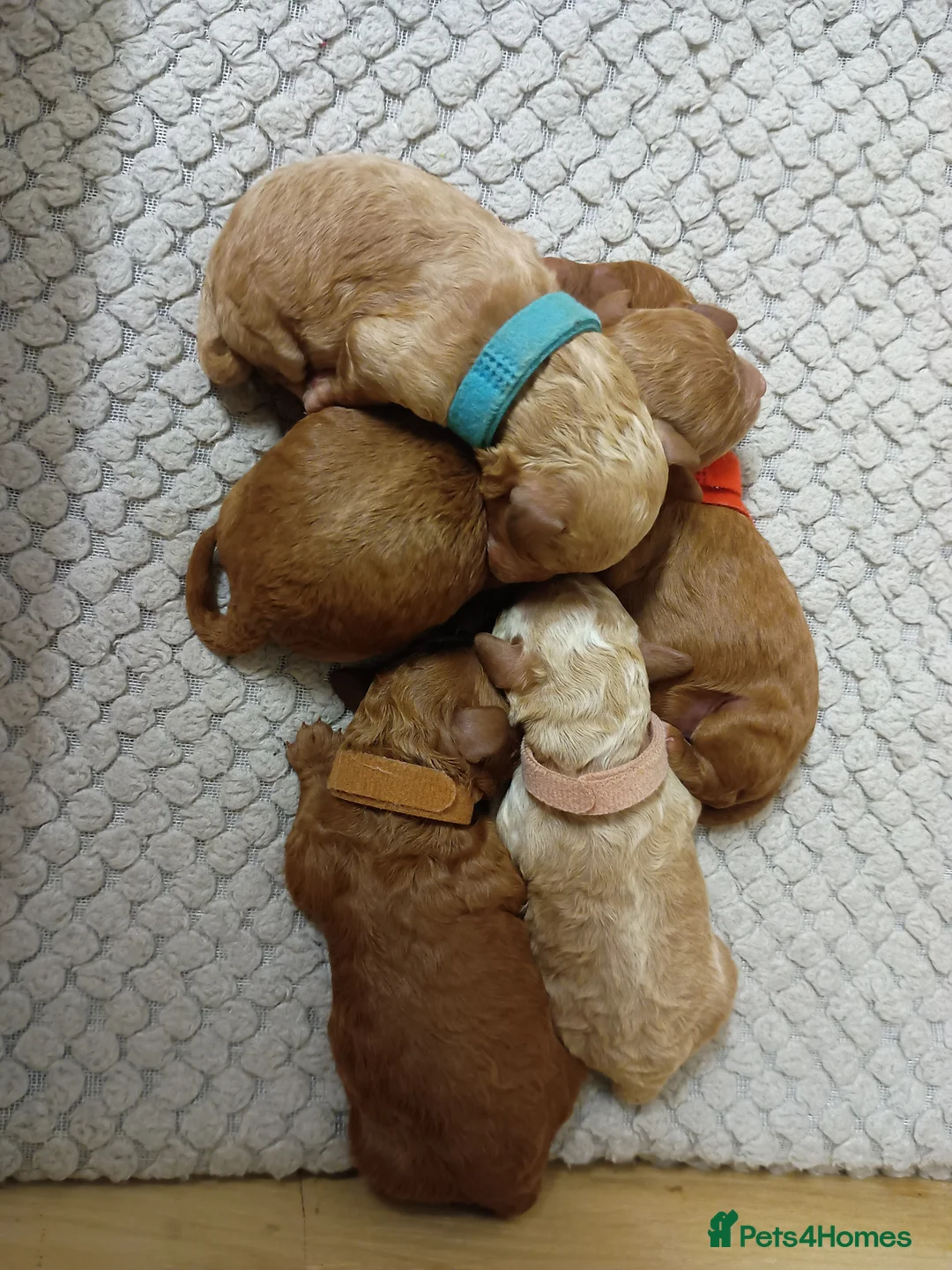 Cockapoo dogs for sale: cockapoo small miniature / toy  - Advert 2