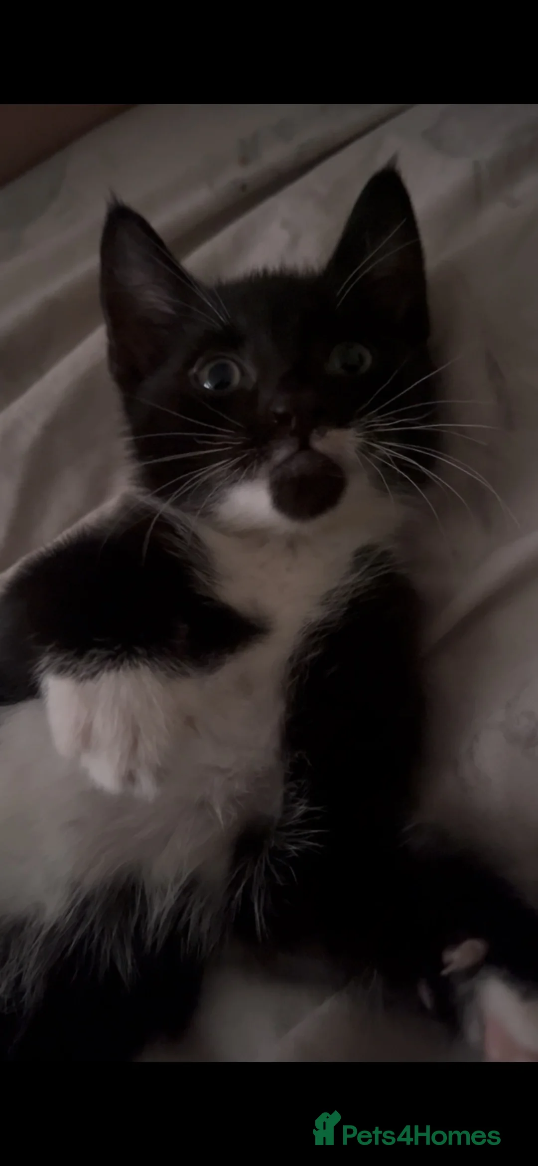 Mixed Breed cats for sale: Tuxedo kittens  - Advert 2